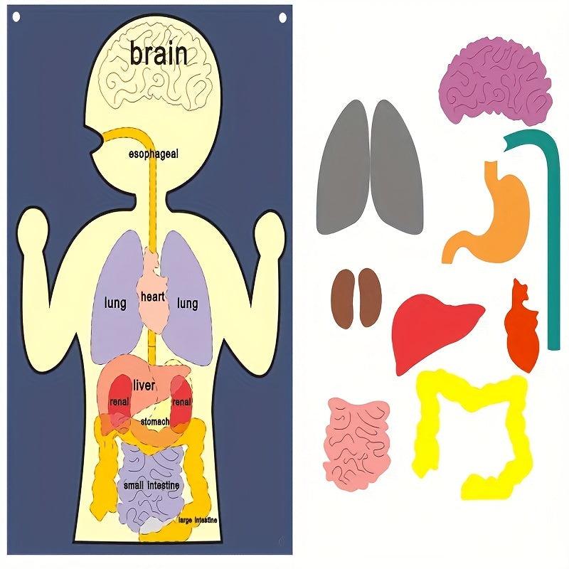 Sensory Learning Board Human Body Organ Cognition Early Education Board
