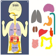 Sensory Learning Board Human Body Organ Cognition Early Education Board