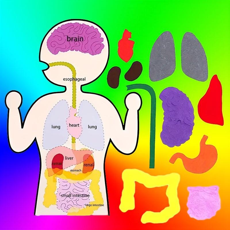 Sensory Learning Board Human Body Organ Cognition Early Education Board