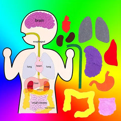 Sensory Learning Board Human Body Organ Cognition Early Education Board