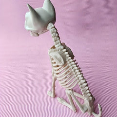 Halloween Horror Skull Skeleton Combat Cat Size 30 7 11
