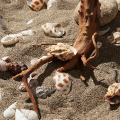 1pc Natural Rhododendron Root Driftwood for Aquarium Decoration
