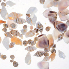 40pcs Mini Conch Shell Beach Hut DIY Accessories