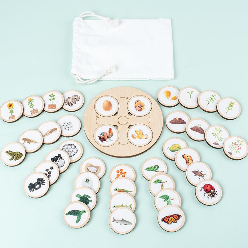 Life Cycle Board Montessori Kit for Kids