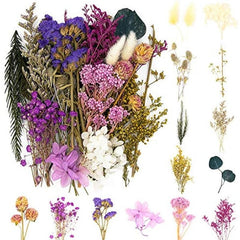 Real Dried Pressed Leaf Flowers Colorful Daisies Craft Resin Jewelry DIY