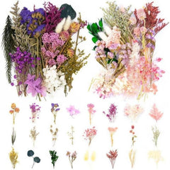 Real Dried Pressed Leaf Flowers Colorful Daisies Craft Resin Jewelry DIY