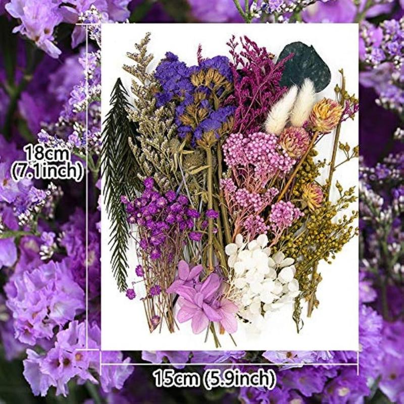 Real Dried Pressed Leaf Flowers Colorful Daisies Craft Resin Jewelry DIY
