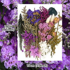 Real Dried Pressed Leaf Flowers Colorful Daisies Craft Resin Jewelry DIY