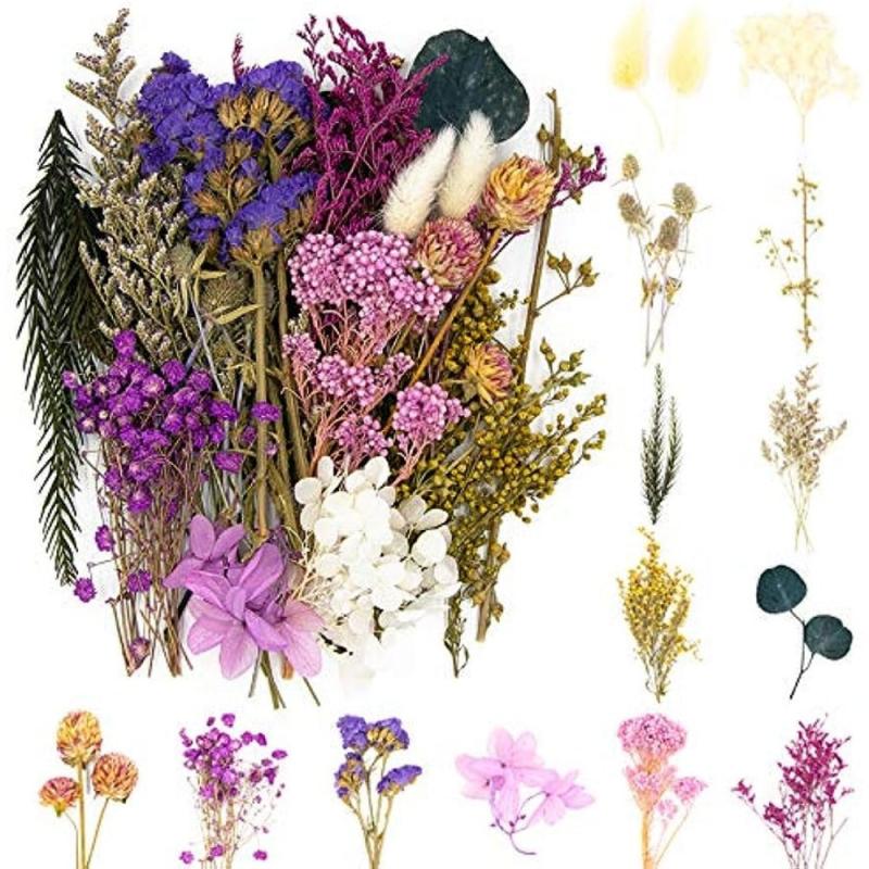 Real Dried Pressed Leaf Flowers Colorful Daisies Craft Resin Jewelry DIY