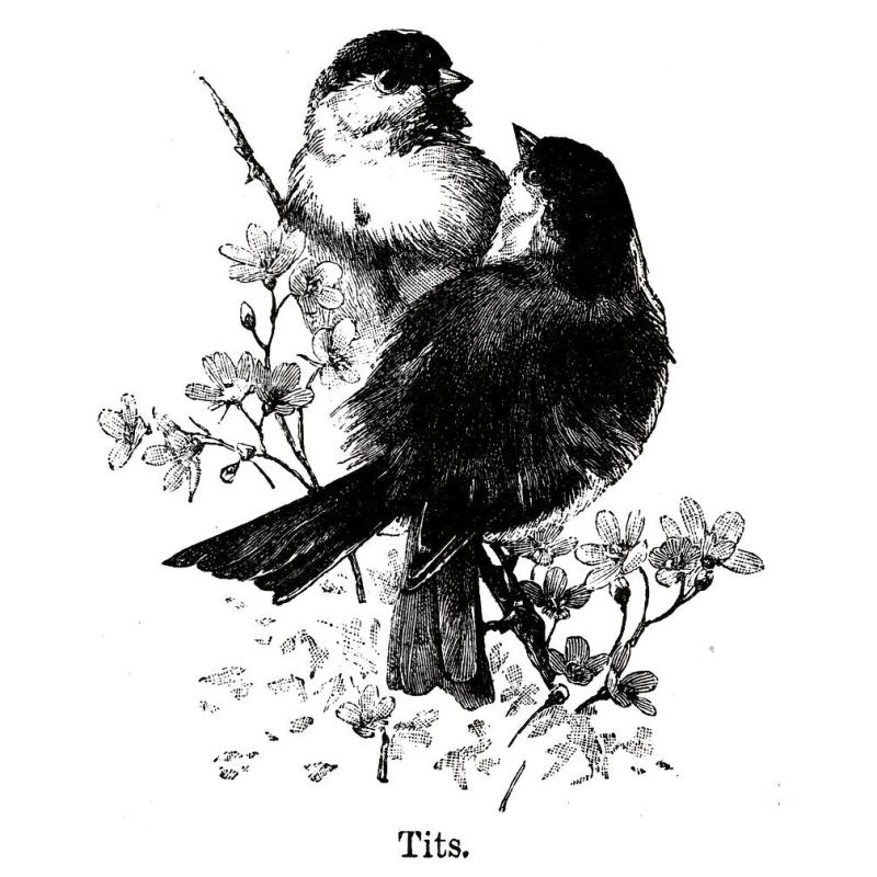 Love Birds Flowers Clear Stamps for Card Making Scrapbooking DIY Decor
