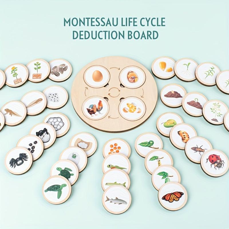 Montessori Circulation Life Cycle Toy Tray Puzzle Educational Toy
