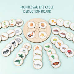 Montessori Circulation Life Cycle Toy Tray Puzzle Educational Toy