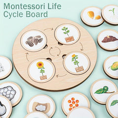 Montessori Circulation Life Cycle Toy Tray Puzzle Educational Toy