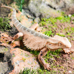 Realistic Plastic Lizard Reptile Figurine for Collection