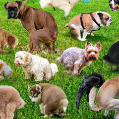 101 Pooping Puppies Jigsaw Puzzle Fun Stress Relief Game For Adults And Children