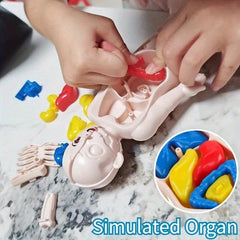 Montessori 3D Human Body Anatomy Model Puzzle Toy
