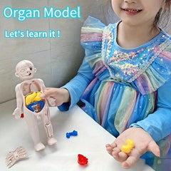 Montessori 3D Human Body Anatomy Model Puzzle Toy