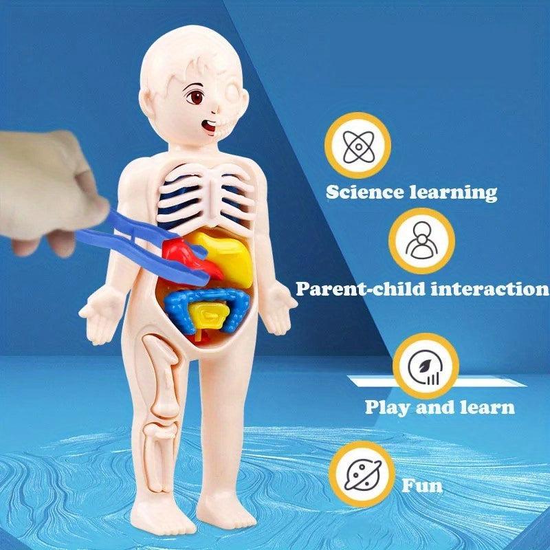Montessori 3D Human Body Anatomy Model Puzzle Toy