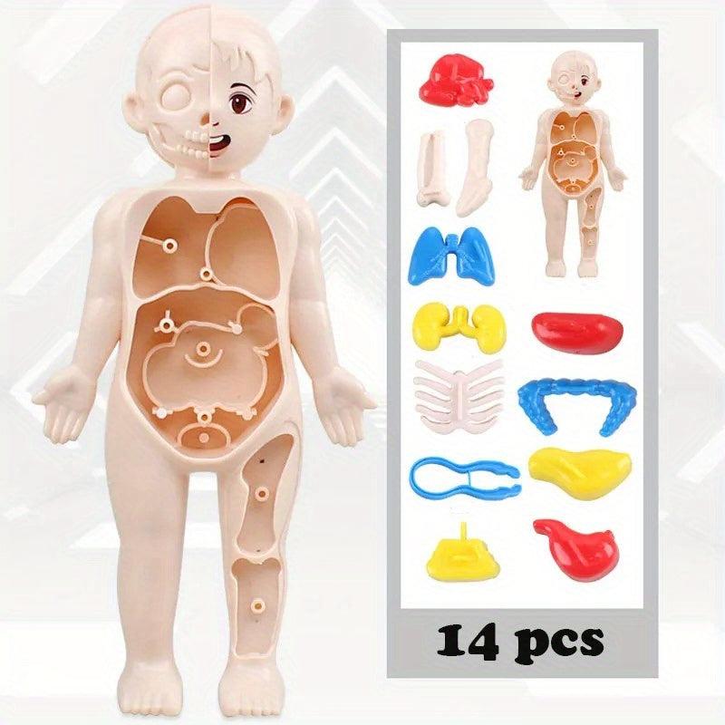 Montessori 3D Human Body Anatomy Model Puzzle Toy