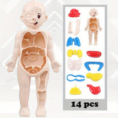 Montessori 3D Human Body Anatomy Model Puzzle Toy