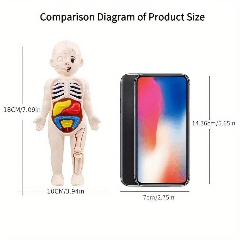 Montessori 3D Human Body Anatomy Model Puzzle Toy
