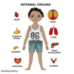 Montessori Human Body Puzzle Toys For Kids Girls Boys Preschool