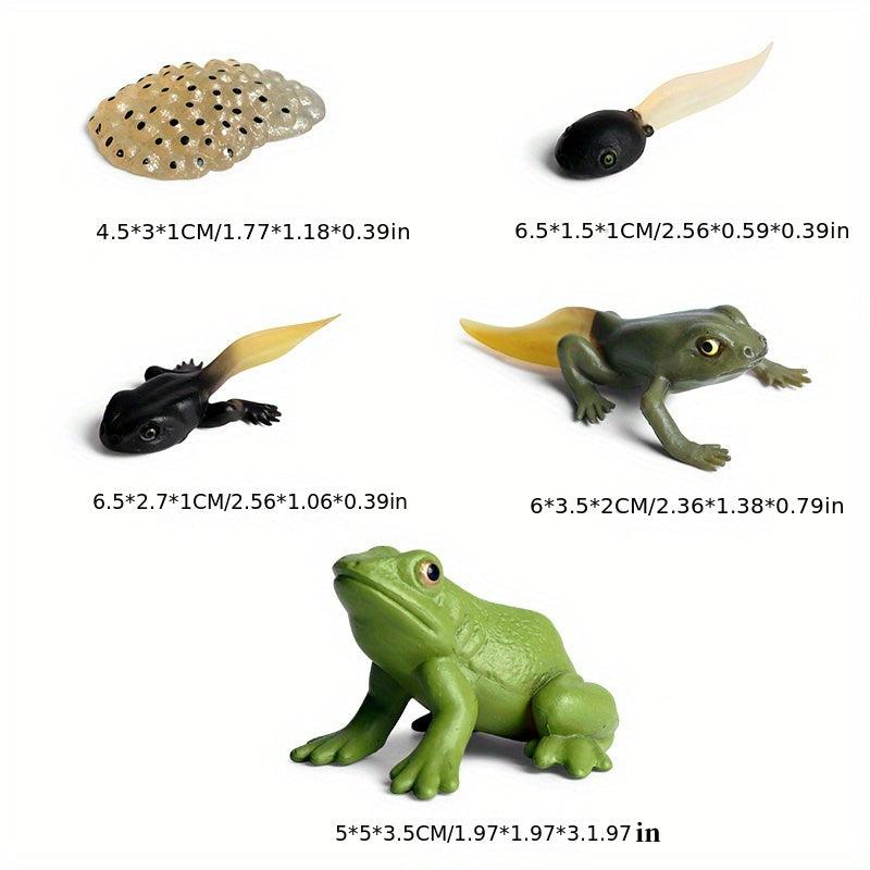 Animal Life Cycle Model Toys for Kids - Educational Insect Themed Party Favors