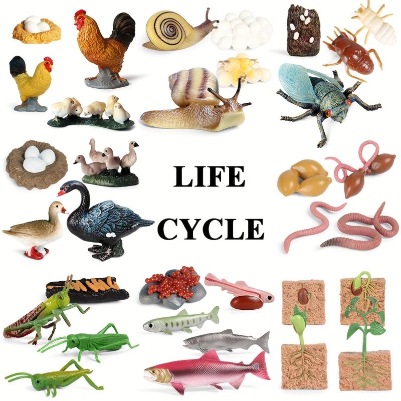 Animal Life Cycle Model Toys for Kids - Educational Insect Themed Party Favors