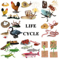 Animal Life Cycle Model Toys for Kids - Educational Insect Themed Party Favors
