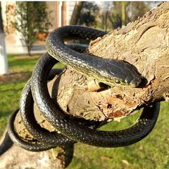 Highly Realistic Snake Halloween Essential Movie Prop Prank Scary Funny Toy