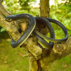 Highly Realistic Snake Halloween Essential Movie Prop Prank Scary Funny Toy