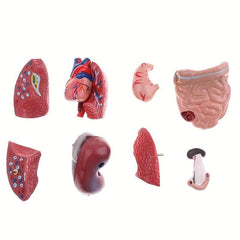 Unisex Anatomical Model - Explore Human Body Secrets