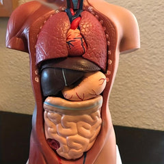Unisex Anatomical Model - Explore Human Body Secrets