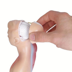 Unisex Anatomical Model - Explore Human Body Secrets