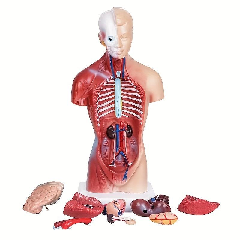 Unisex Anatomical Model - Explore Human Body Secrets