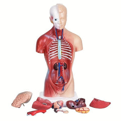 Unisex Anatomical Model - Explore Human Body Secrets