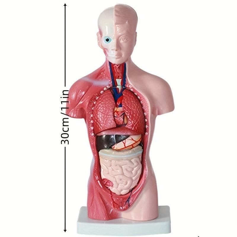 Unisex Anatomical Model - Explore Human Body Secrets