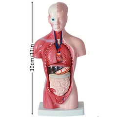 Unisex Anatomical Model - Explore Human Body Secrets