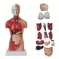 Unisex Anatomical Model - Explore Human Body Secrets
