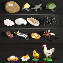 Hand Painted Animal & Insect Life Cycle Model Set