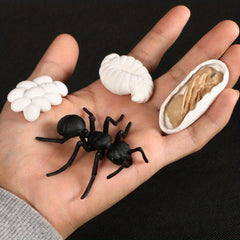 Hand Painted Animal & Insect Life Cycle Model Set
