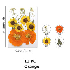 Pressed Flowers & Herbs for DIY Crafts Jewelry Candles