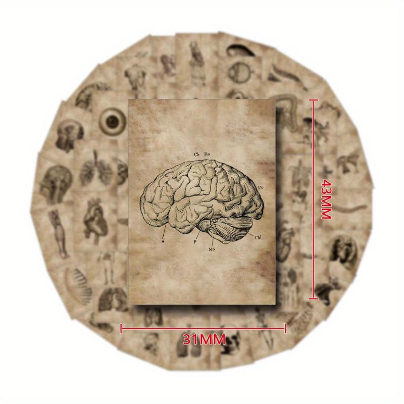 56pcs Human Organ Stickers Retro Aesthetics Vinyl Waterproof Stickers