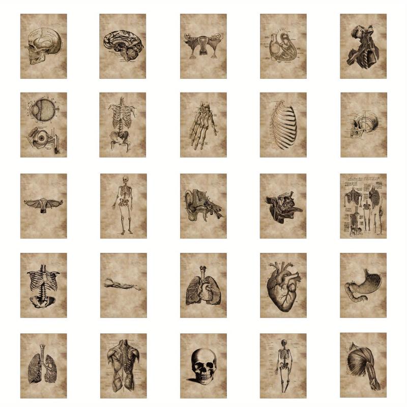 56pcs Human Organ Stickers Retro Aesthetics Vinyl Waterproof Stickers