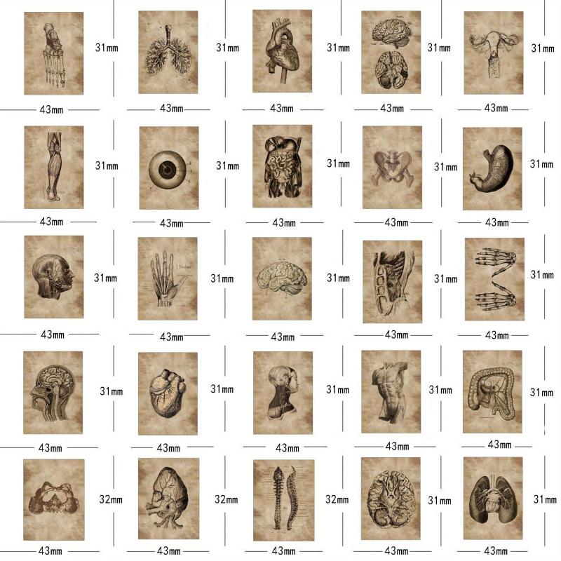 56pcs Human Organ Stickers Retro Aesthetics Vinyl Waterproof Stickers