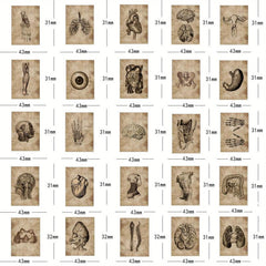 56pcs Human Organ Stickers Retro Aesthetics Vinyl Waterproof Stickers