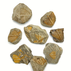 Natural Stone Ancient Marine Life Raw Stone Specimen