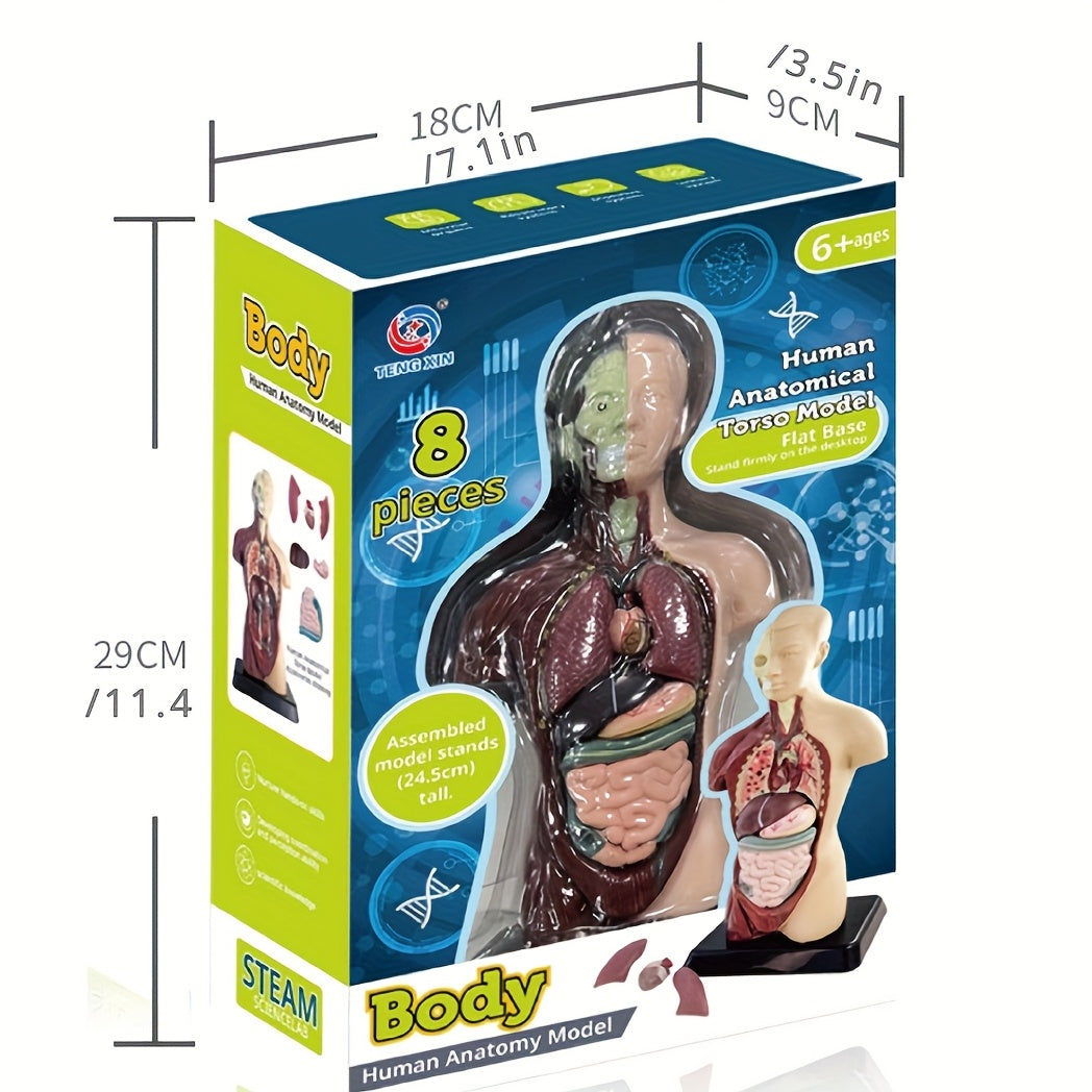 Human Anatomy Organ Structure Model Assembly Educational Toy