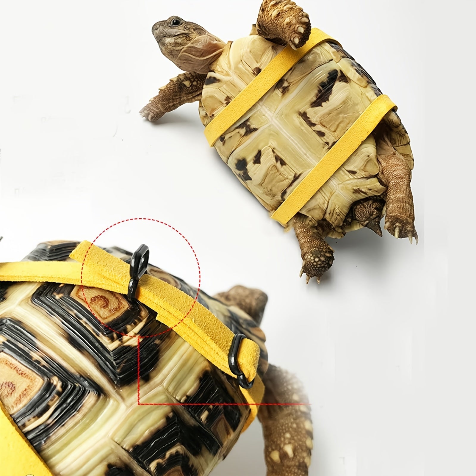 Turtle Leash and Harness Set - Walk Your Tortoise Safely - Essential Supplies
