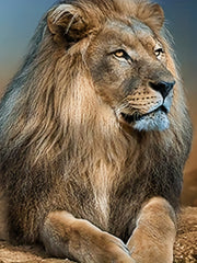 Boys Hooded T Shirt Long Sleeve Hoodie Prairie Lion 3D Print